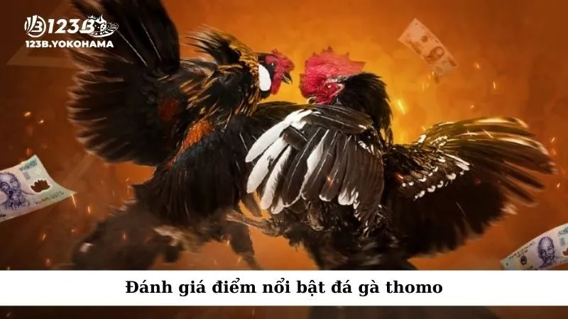 Đánh giá điểm nổi bật đá gà thomo