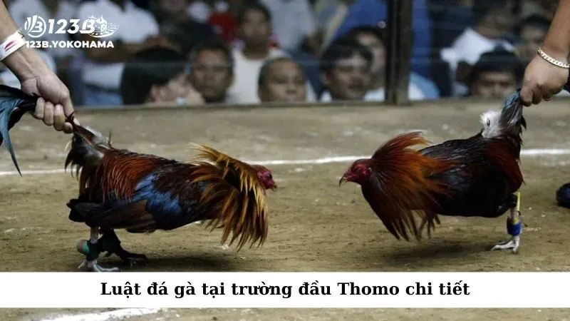 Luật đá gà tại trường đầu Thomo chi tiết