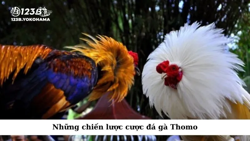 Những chiến lược cược đá gà Thomo