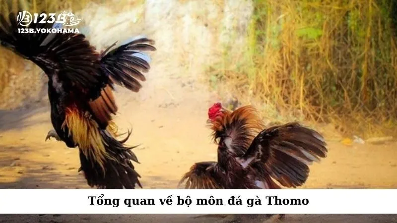 Tổng quan về bộ môn đá gà Thomo